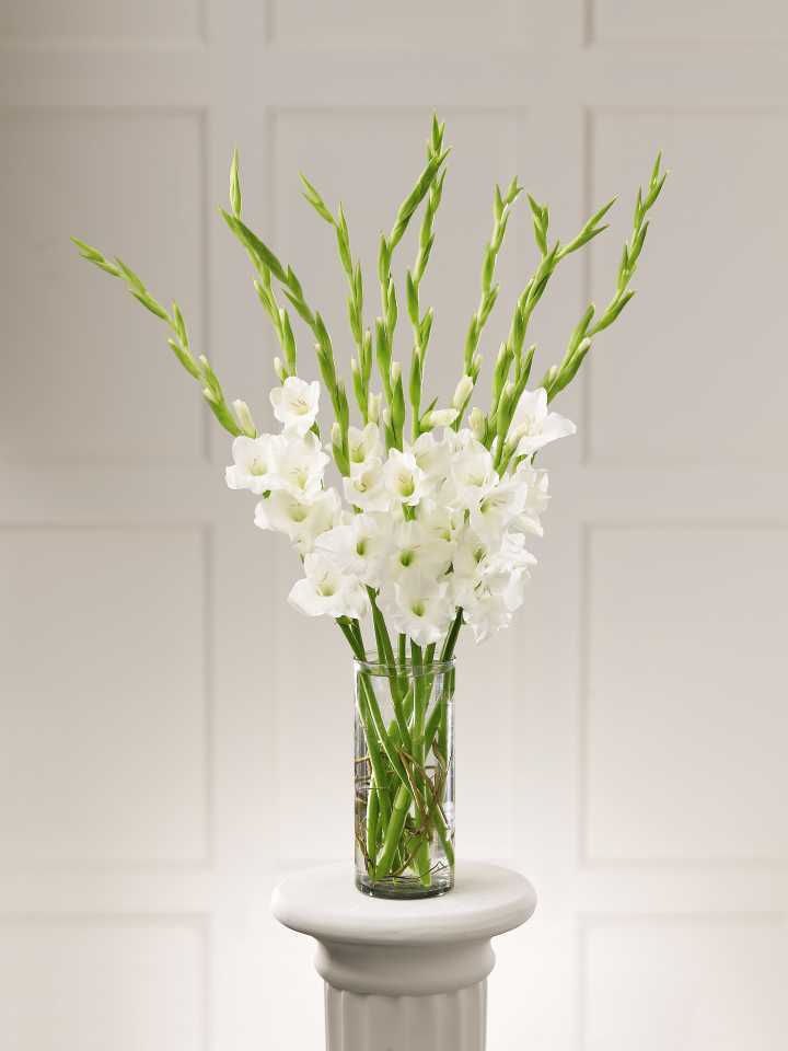 True Elegance - Real Flowers Pakistan