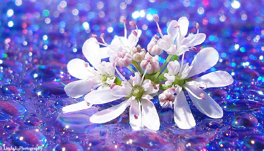 Corsages and Bouttonaires