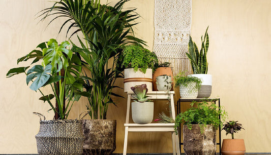 Contemporary Flower Arrangements