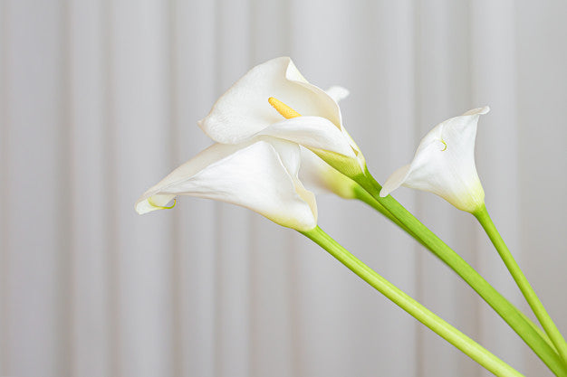 Calla lilies Flowers