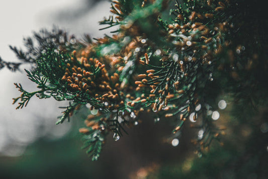 Christmas Flowers