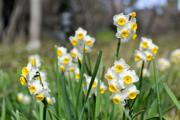 FLOWERS OF THE MONTH DECEMBER