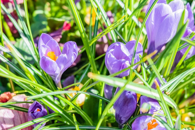 WINTER FLOWERS
