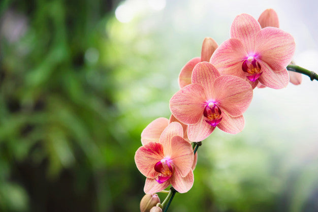 Significance of Flowers in New Relationships