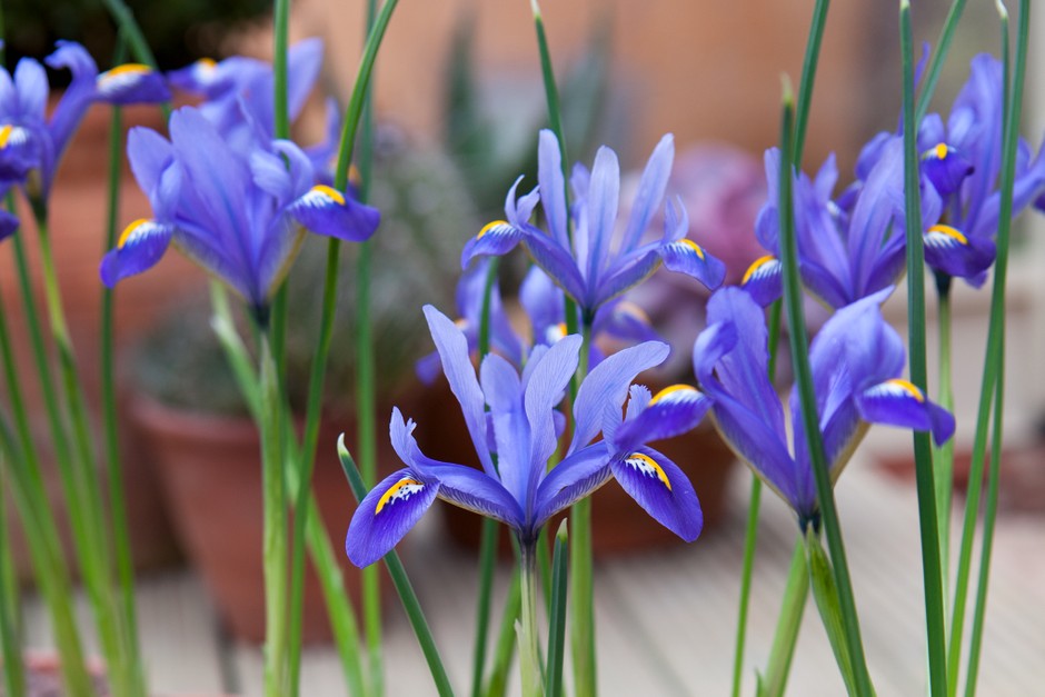 Iris Flower Meaning and Symbolism