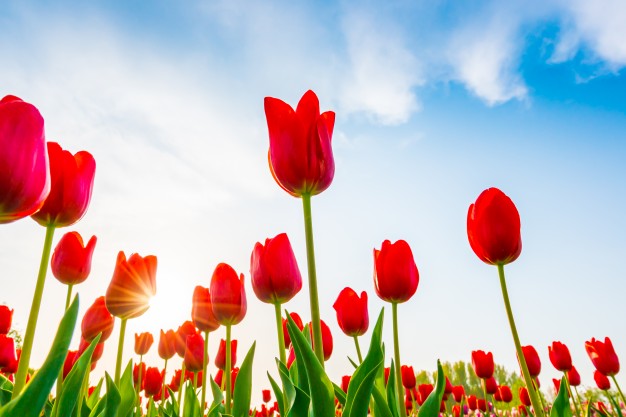 Symbolism of Tulip Flowers
