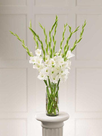 True Elegance - Real Flowers Pakistan